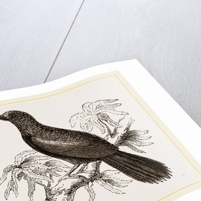 Curve-billed Creeper by Anonymous
