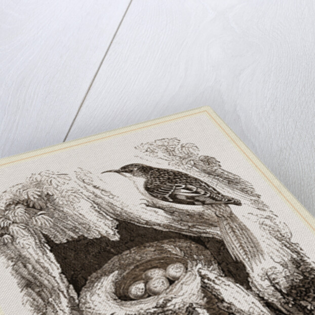 Creepers and Nest by Anonymous