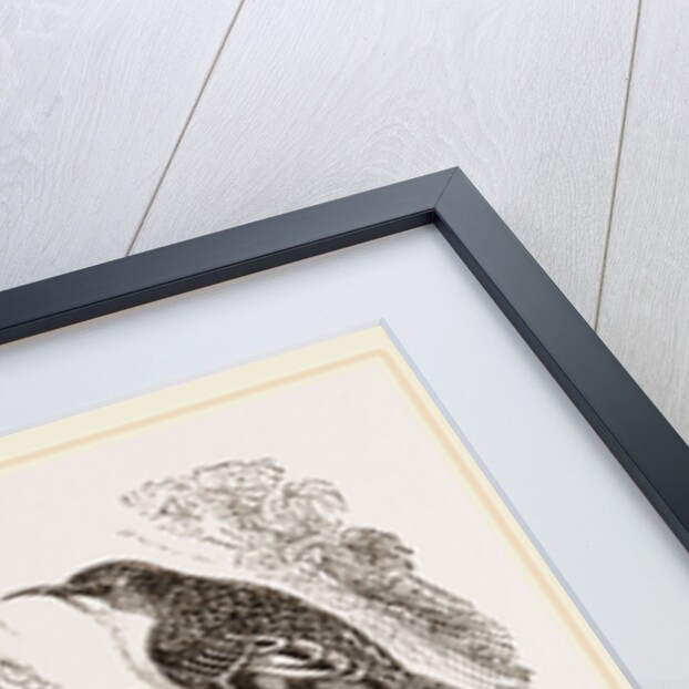 Creepers and Nest by Anonymous