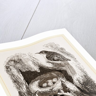 Creepers and Nest by Anonymous