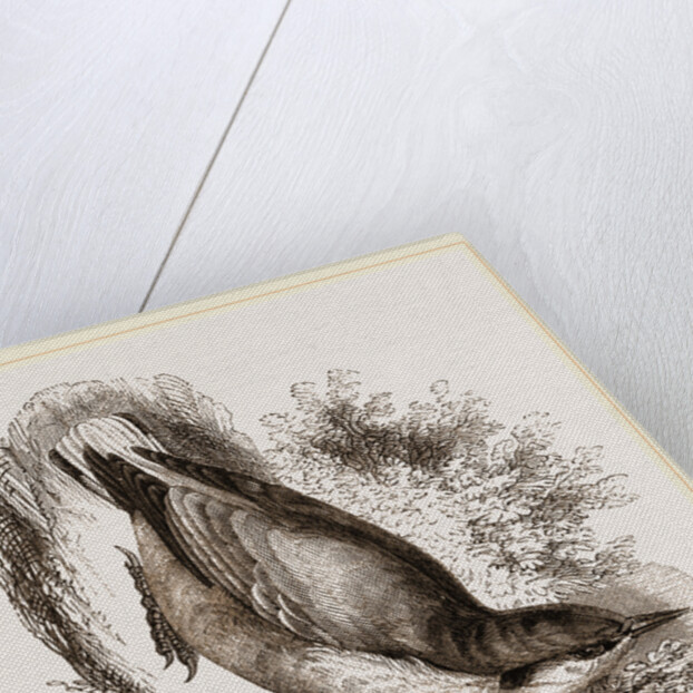 Nuthatch by Anonymous