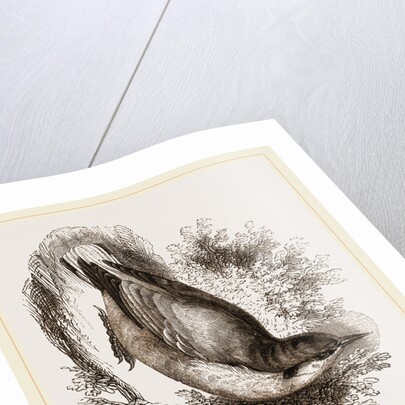 Nuthatch by Anonymous