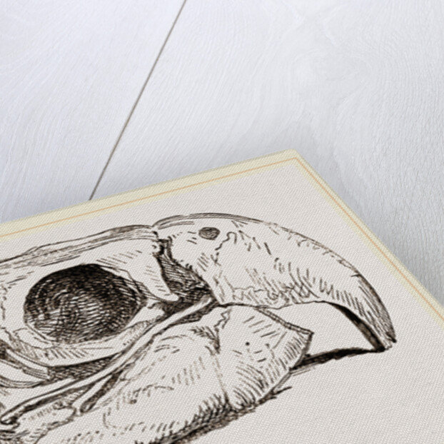 Skull of Macaw by Anonymous