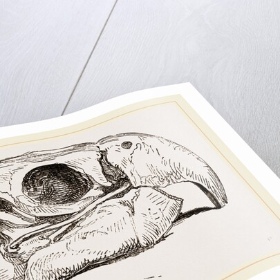 Skull of Macaw by Anonymous