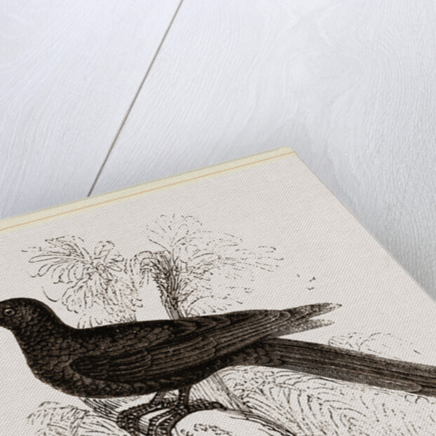 Eastern Black Cuckoo by Anonymous
