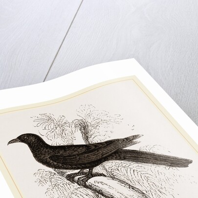 Eastern Black Cuckoo by Anonymous