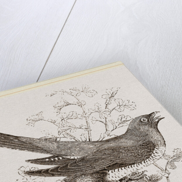 Cuckoo and Nest by Anonymous