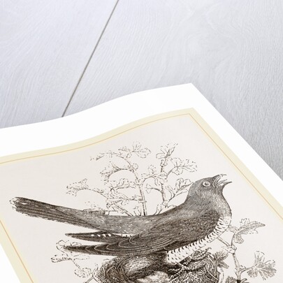 Cuckoo and Nest by Anonymous