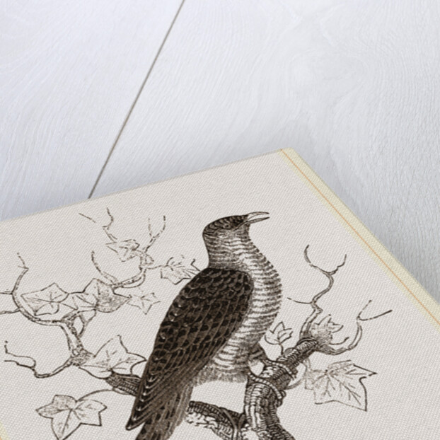 Young Cuckoo by Anonymous