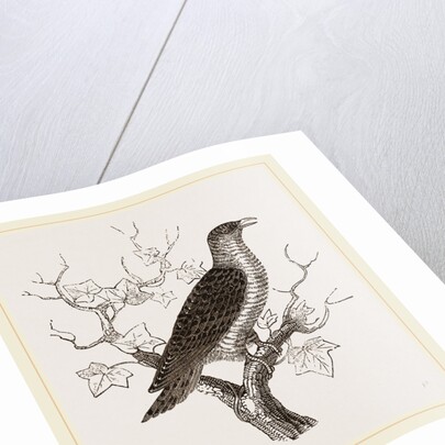 Young Cuckoo by Anonymous