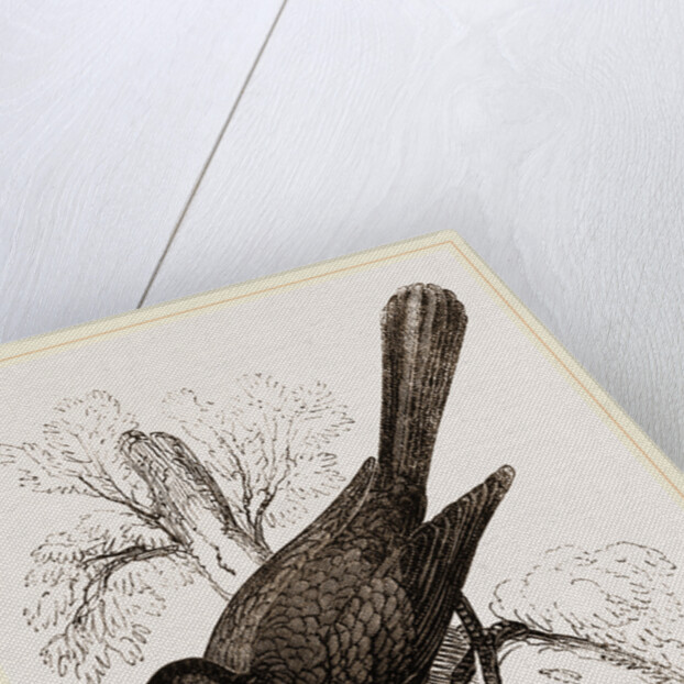 Ani, bird in the cuckoo family by Anonymous