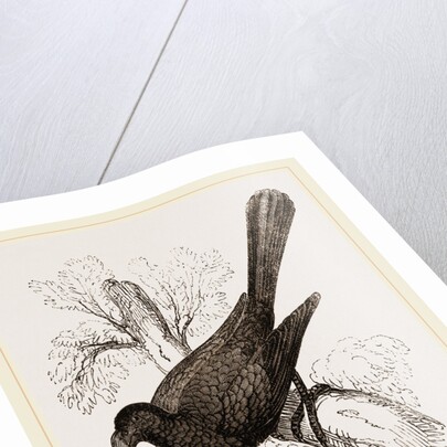 Ani, bird in the cuckoo family by Anonymous
