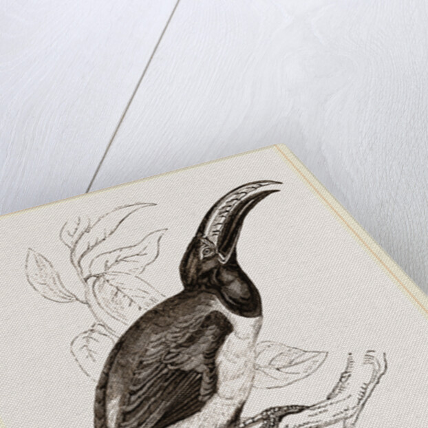 Humboldt's Aracari by Anonymous