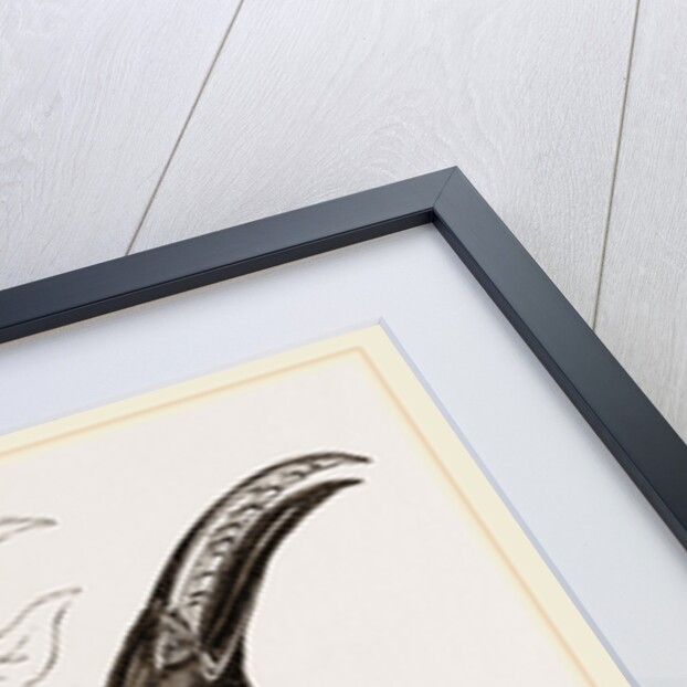 Humboldt's Aracari by Anonymous