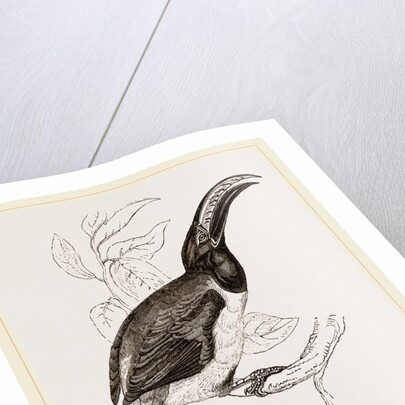 Humboldt's Aracari by Anonymous