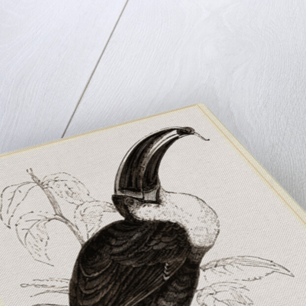 Cuvier's Toucan by Anonymous