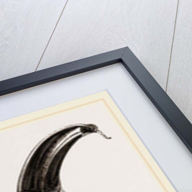 Cuvier's Toucan by Anonymous