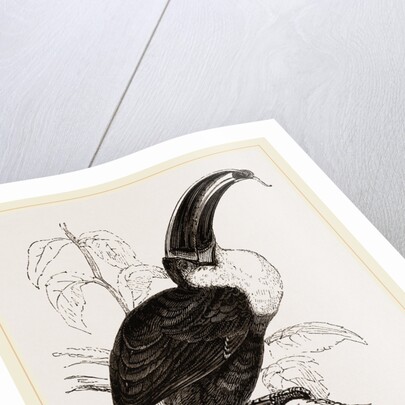 Cuvier's Toucan by Anonymous