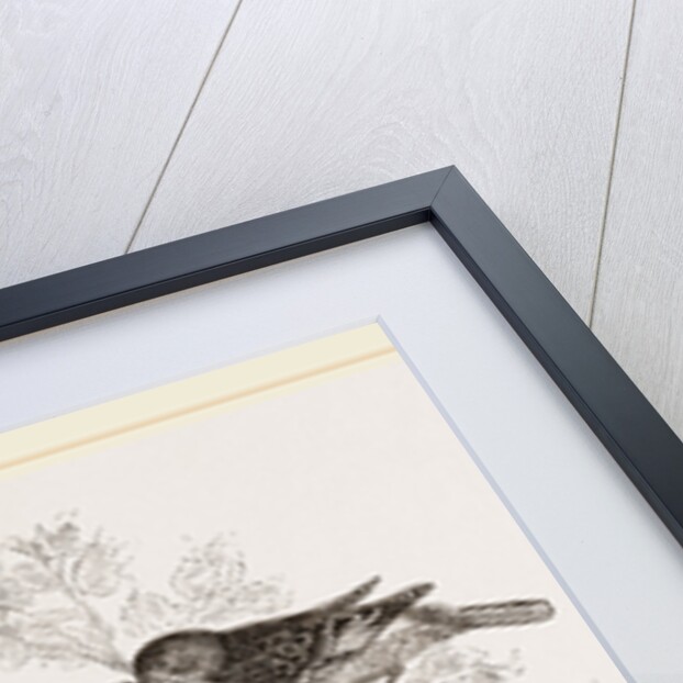 Cuckoo in Hedge-Sparrow's Nest by Anonymous