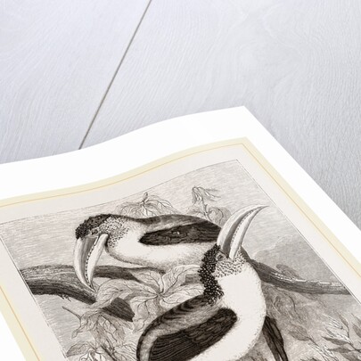 Curl-crested Aracaris by Anonymous