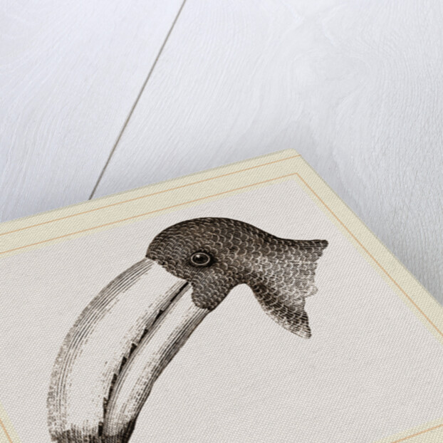 Head of Toucan by Anonymous