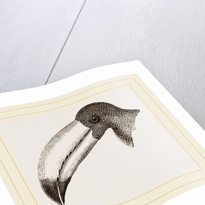 Head of Toucan by Anonymous