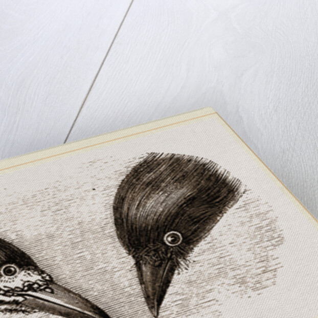Heads of Rook and Crow by Anonymous