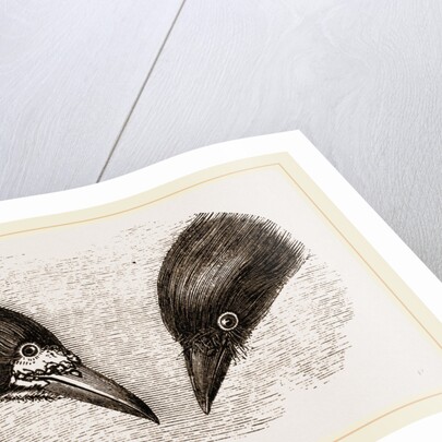 Heads of Rook and Crow by Anonymous