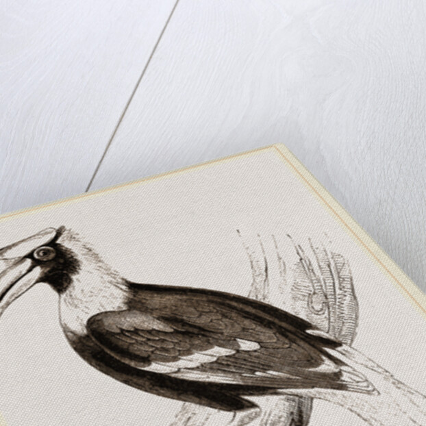Concav Hornbill by Anonymous