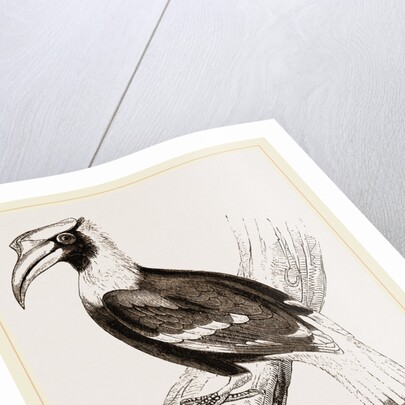 Concav Hornbill by Anonymous
