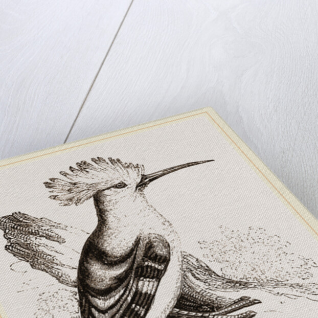 Hoopoe by Anonymous