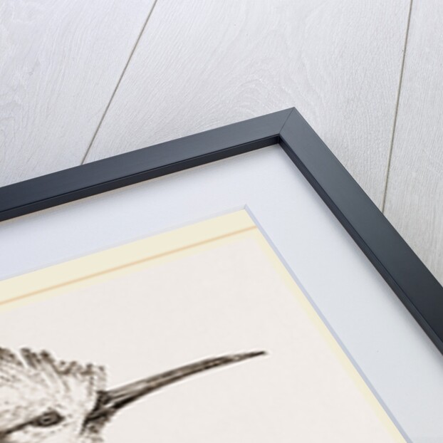 Hoopoe by Anonymous