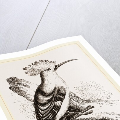 Hoopoe by Anonymous