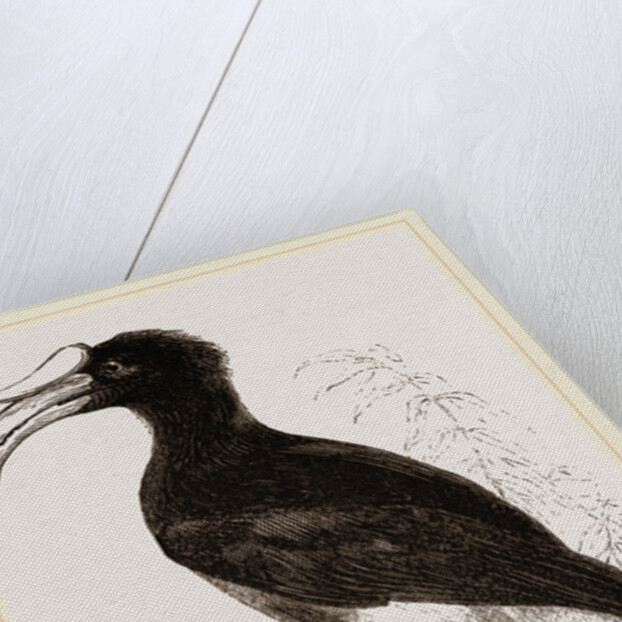 Rhinoceros Hornbill by Anonymous