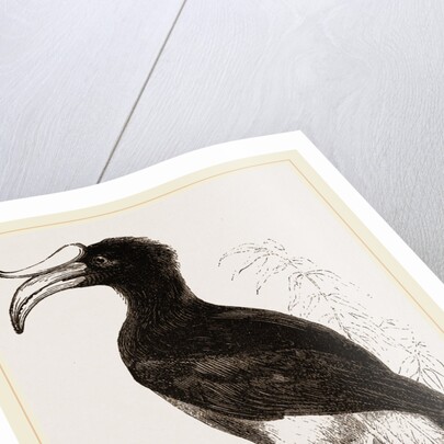 Rhinoceros Hornbill by Anonymous