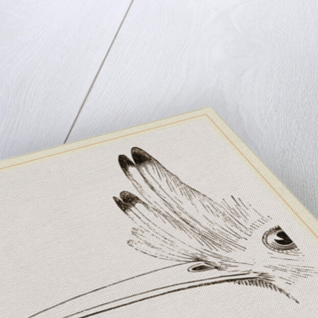 Head of Hoopoe by Anonymous