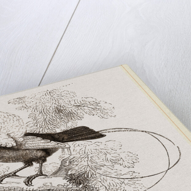 Bird of Paradise by Anonymous