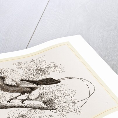 Bird of Paradise by Anonymous