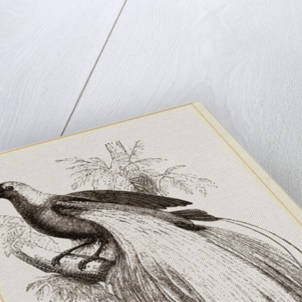 Emerald Bird of Paradise by Anonymous