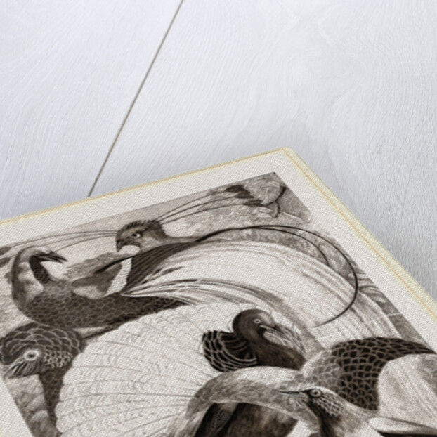 Birds of Paradise by Anonymous