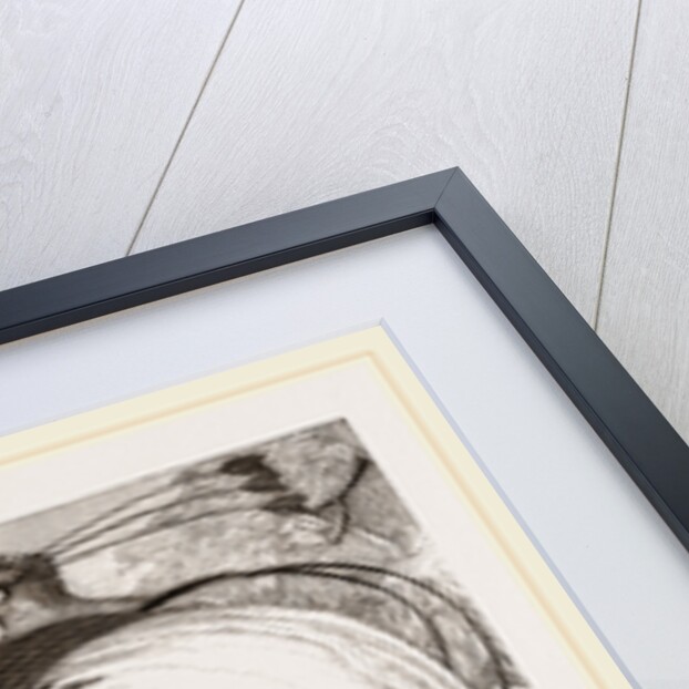 Birds of Paradise by Anonymous