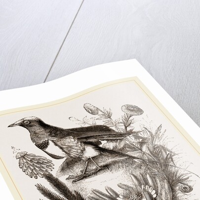 King Bird of Paradise by Anonymous