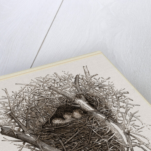 Nest of Magpie by Anonymous