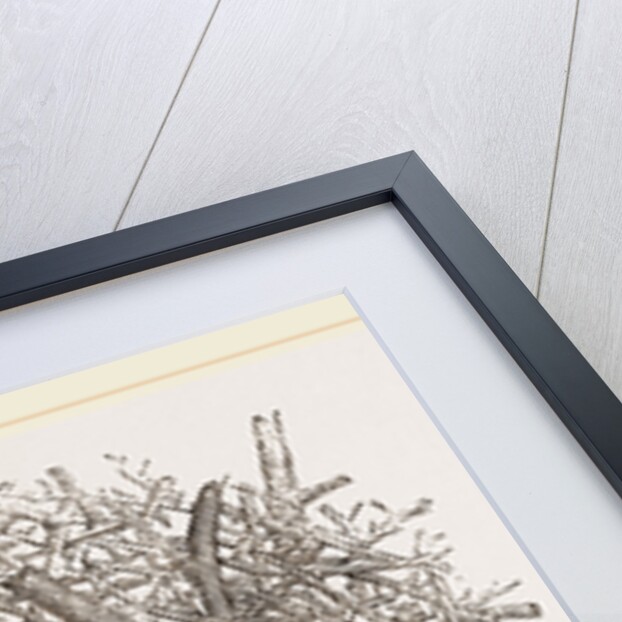 Nest of Magpie by Anonymous