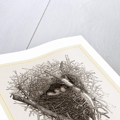 Nest of Magpie by Anonymous