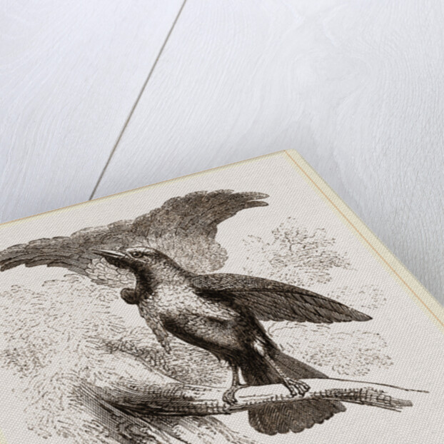 Superb Bird of Paradise by Anonymous