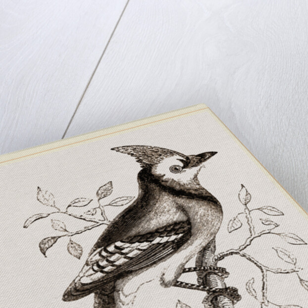American Bine Jay by Anonymous