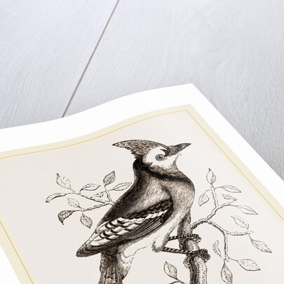 American Bine Jay by Anonymous