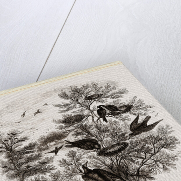 A Rookery by Anonymous