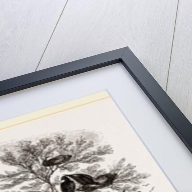 A Rookery by Anonymous